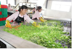 蔬菜水果烘干選用（DW帶式干燥機）工程─【益球中亞干燥】